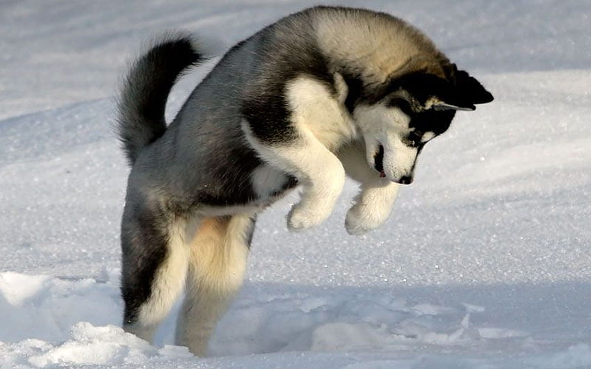 Siberian Husky Artworks High Definition Best Ever Samsung For Iphone Pictur, cool huskies HD wallpaper