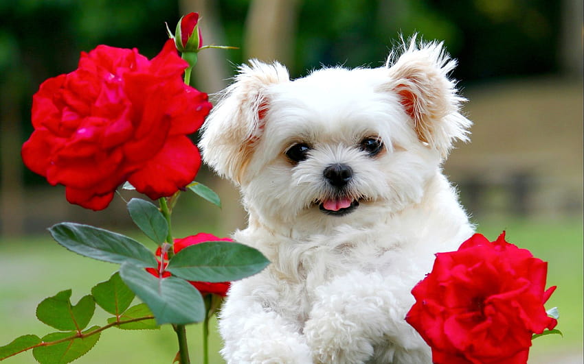 About Corgi Wallpaper  Small Dogs Cute Puppy Wallpapers Google Play  version   Apptopia