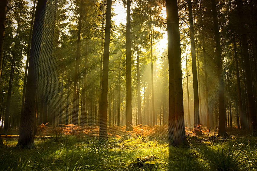 6 Sun Forest, forest light HD wallpaper