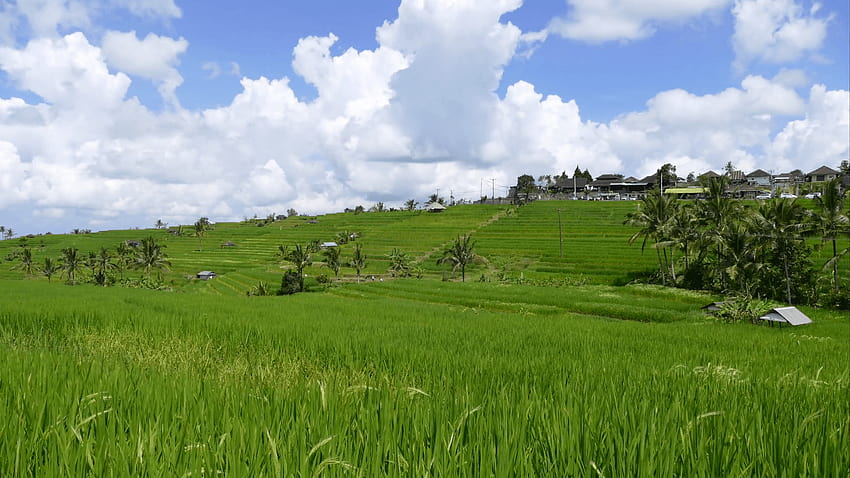 Rice field paddy landscape in Bali Indonesia. Asia farm agriculture, farm  background HD wallpaper | Pxfuel