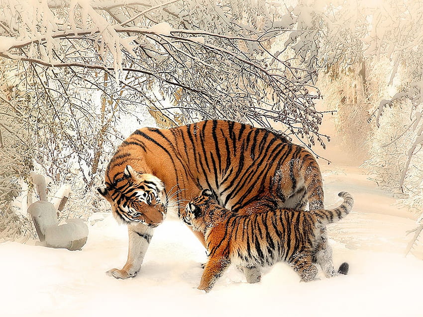 호랑이 새끼 두 겨울 눈 동물 1600x1200 HD 월페이퍼