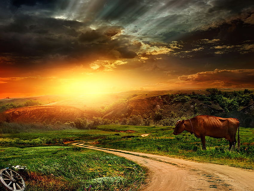 cows Nature Sky Roads Grasslands Sunrises and, sunset cow HD wallpaper