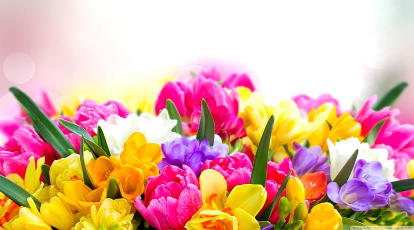 Beautiful Spring Flowers, spring flowers slideshow HD wallpaper