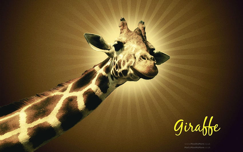 Bies, giraffe HD wallpaper | Pxfuel