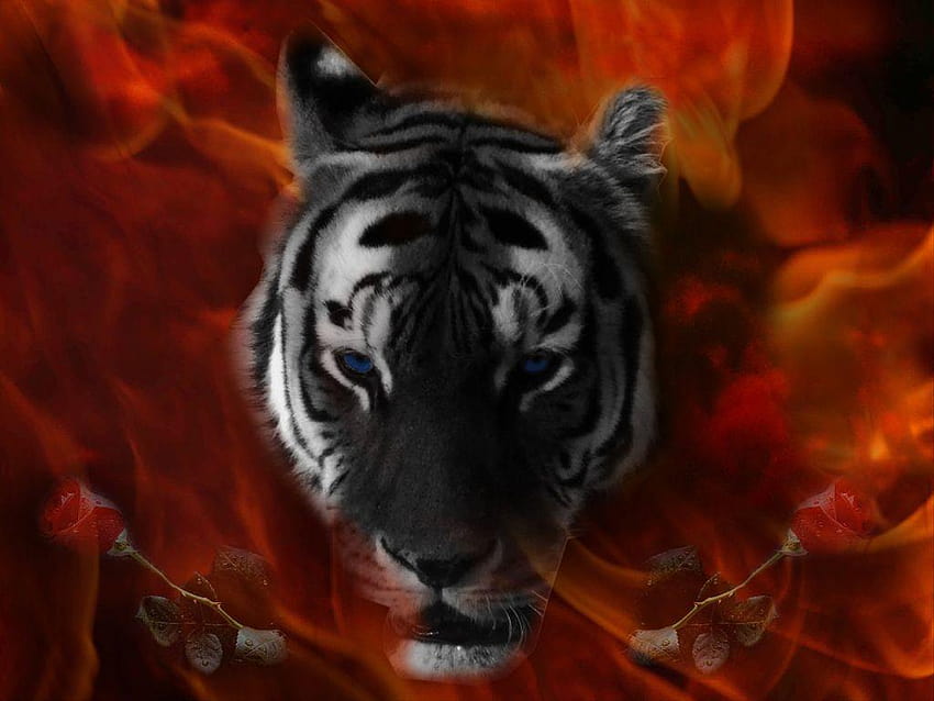 Black Tiger HD wallpaper