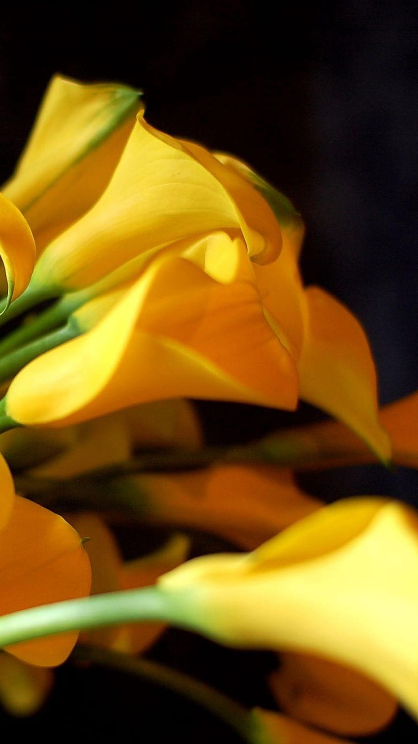 938x1668 Calla-Lilien, Blumen, Gelb, Blumenstrauß, schwarzer Hintergrund, Schärfe iphone 8/7/6s/6 für parallaxe Hintergründe, Lilienblume iphone HD-Handy-Hintergrundbild