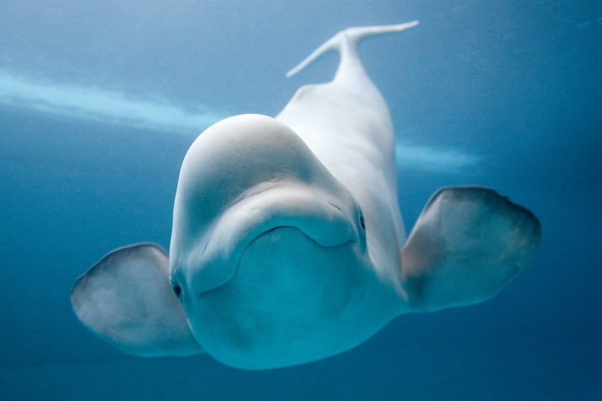 Beluga Whale HD wallpaper