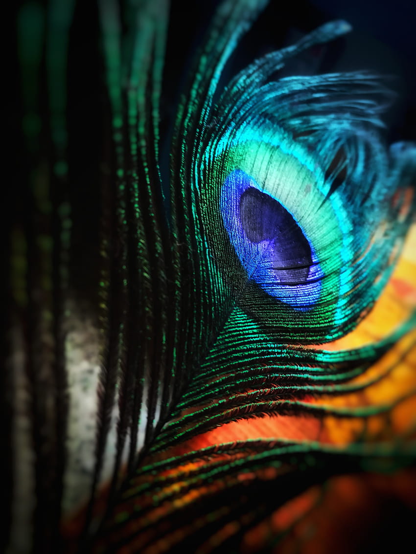 Pena de Pavão Verde e Azul · Estoque, pavão de beleza Papel de parede de celular HD