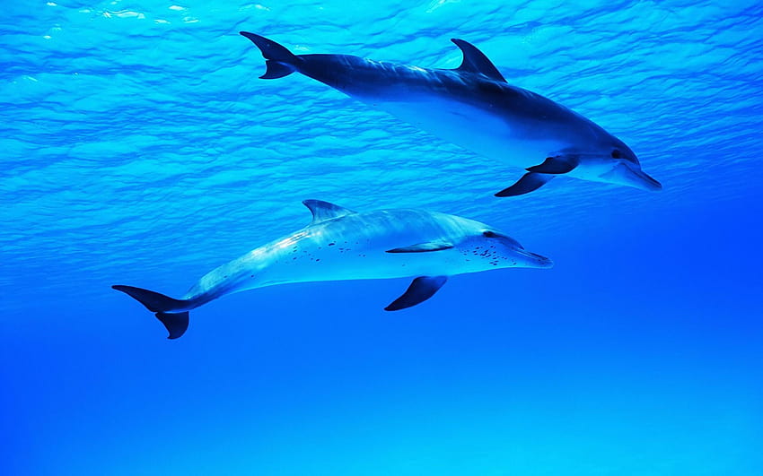 Dolphin In Blue Ocean, delfines bajo el agua fondo de pantalla