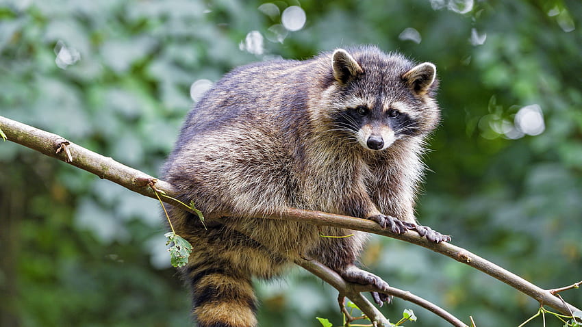 3840x2160 raccoon, animal, cute, funny, branch u 16:9 backgrounds HD wallpaper