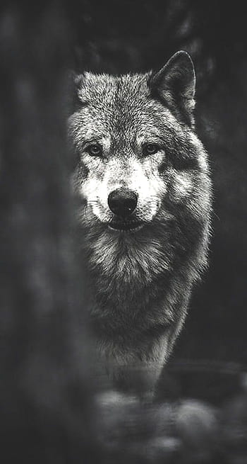 Wolf Dark Background 4K Wallpaper iPhone HD Phone #4930f