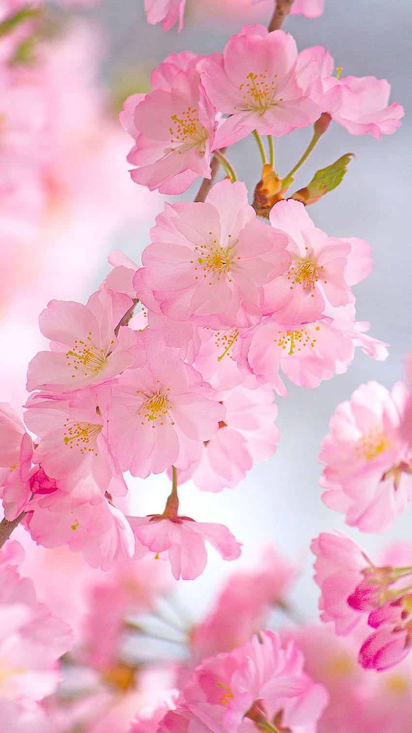 Flores de cerezo iPhone, flor de cerezo android fondo de pantalla del teléfono