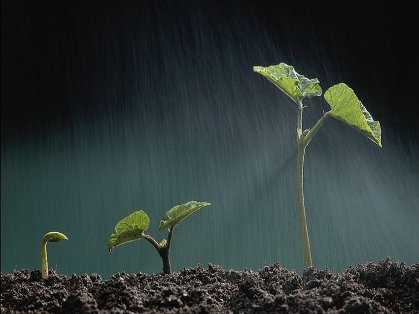 HD wallpaper: green, grow, grow up, plant, rain, single, singular
