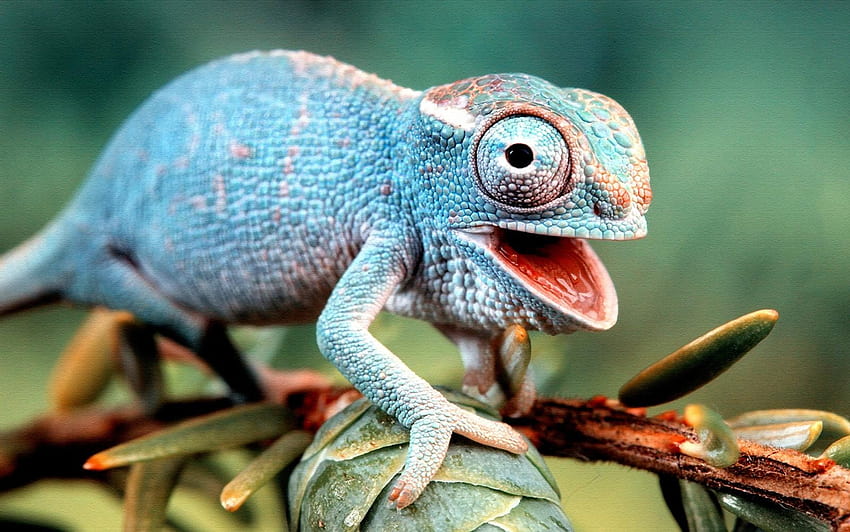 Blue Chameleon Lizard 1600x1001, baby chameleons HD wallpaper