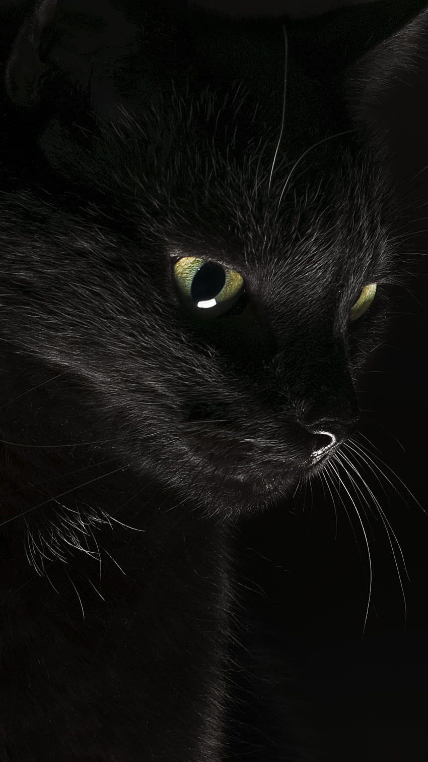 Kucing Hewan Hitam Latar belakang hitam 1080x1920, kucing hitam untuk seluler wallpaper ponsel HD