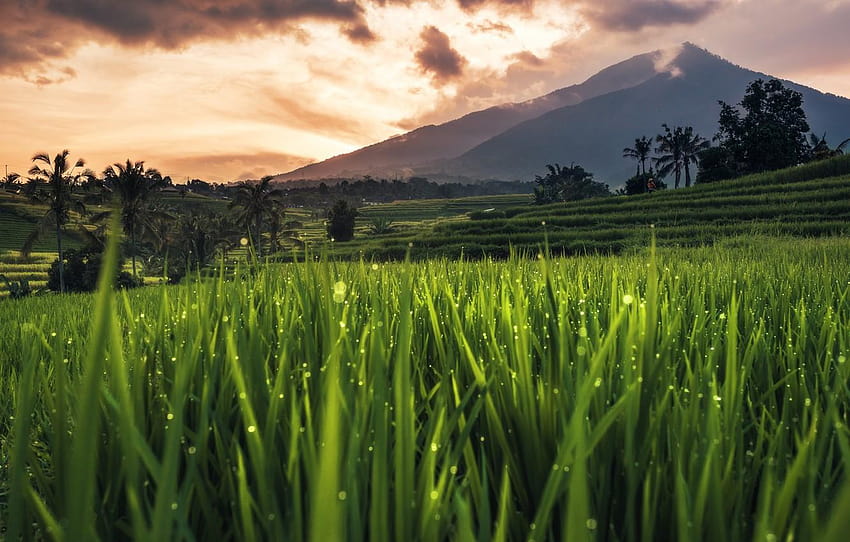 Bali, Indonesia, rice field, indonesian HD wallpaper
