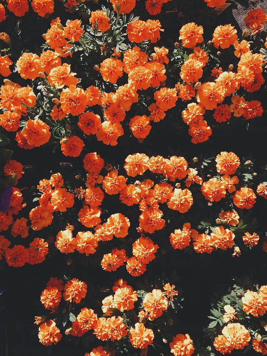 55 Orange Flower, orange spring flowers HD phone wallpaper