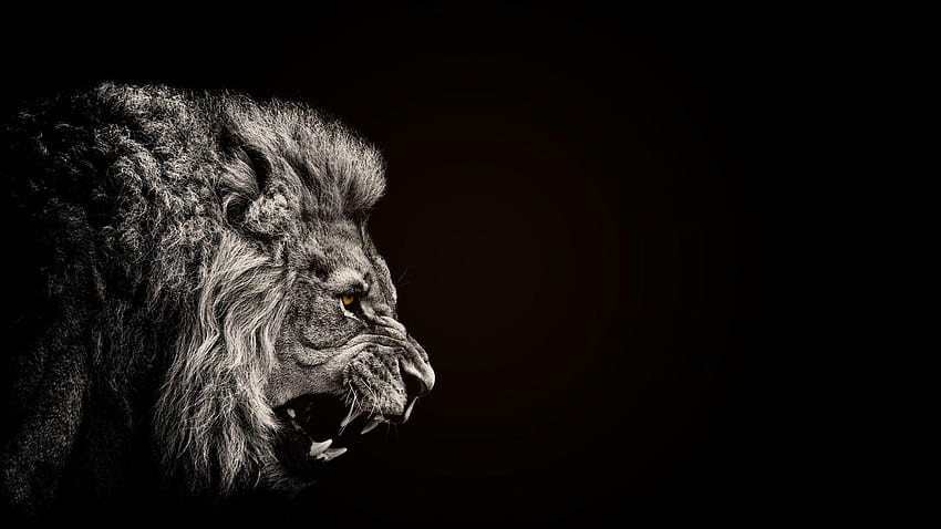 Animals lion black and backgrounds, lion on black background HD