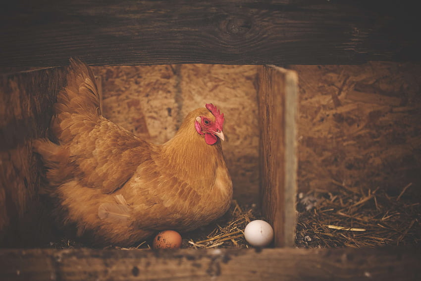 536085 animal, barn, bird, chicken, eggs, farm, hen, livestock, hen animal HD wallpaper