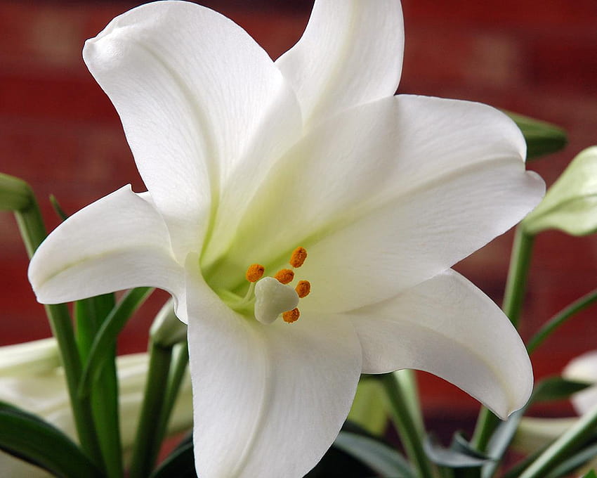4 Easter Lily, easter lilies HD wallpaper | Pxfuel