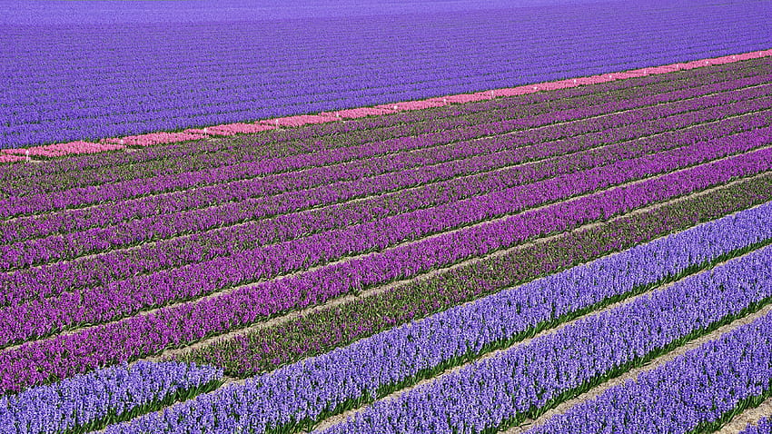 Netherlands Lisse Multicolor Fields Flowers 3840x2160, lavender fields netherlands HD wallpaper