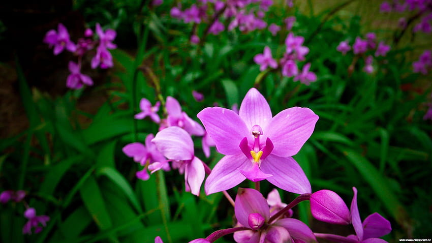 flores rosadas ultra ultra, flor de orquídea fondo de pantalla