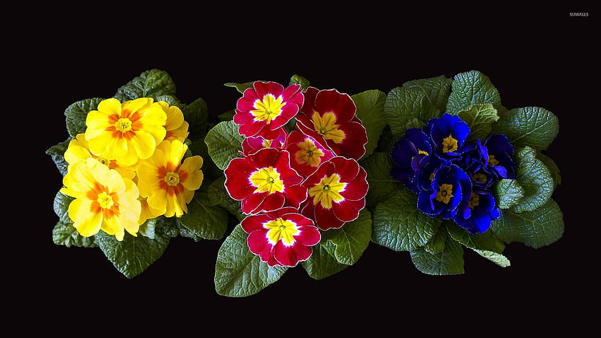 Kolorowe kwiaty pierwiosnków wyrastające z podstawowych rozet liści, kolorowe kwiaty liści Tapeta HD
