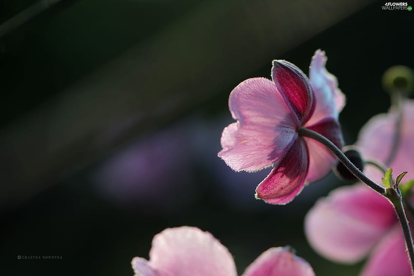 Rosa, anemone giapponese, fiori colorati, fiore di anemone Sfondo HD