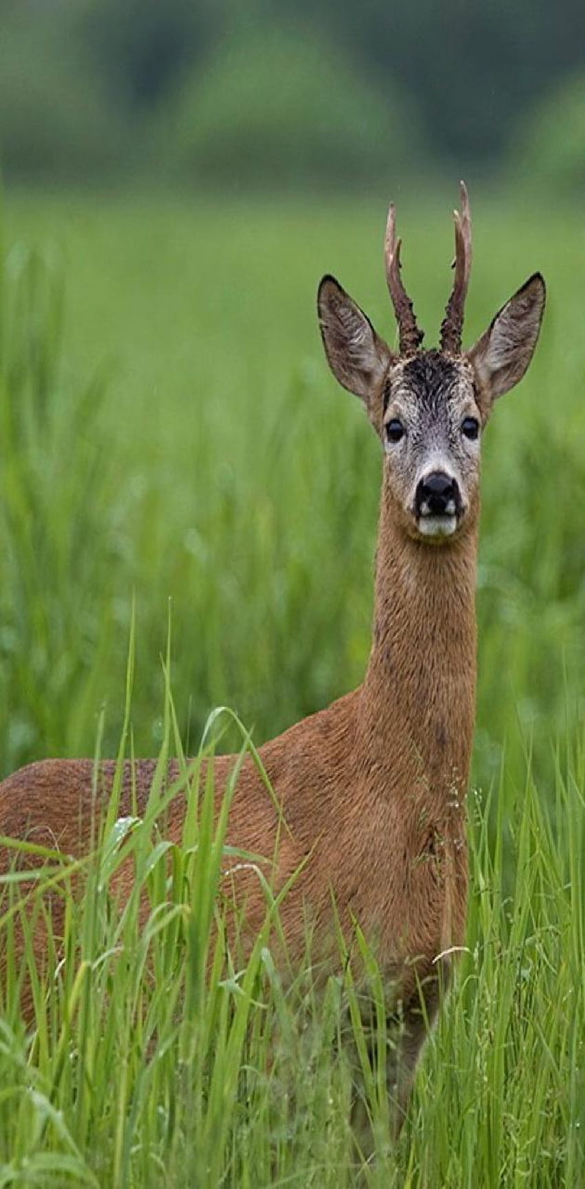 Roe deer by tubar HD phone wallpaper