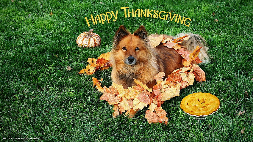 happy thanksgiving dog animal grass leaves pumpkin pie holiday, animals thanksgiving HD wallpaper