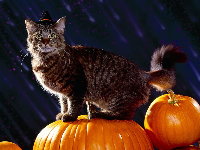: Halloween, pumpkin, whiskers, fluffy, cat like mammal, snout, small to medium sized cats, domestic short haired cat, cucurbita 1600x1200, halloween small HD wallpaper