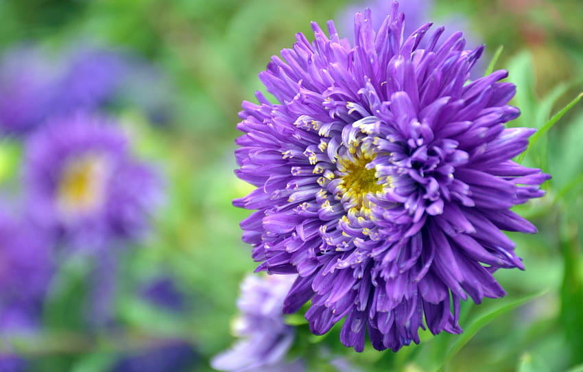 purple, green, Flower, Astra , section цветы, astra flowers HD wallpaper
