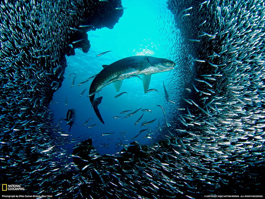 より大きな捕食者を避ける群れ [2660x1440] : 海中、魚群 高画質の壁紙