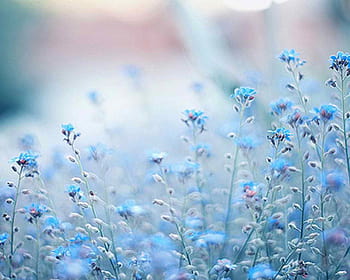 Aesthetic light blue flower HD wallpapers | Pxfuel