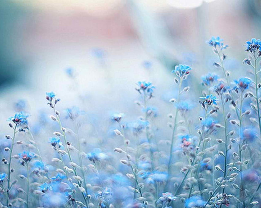 Aesthetic Light Blue Flower, blue aesthetic flowers HD wallpaper | Pxfuel