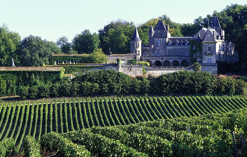 Vineyards in Bordeaux, France and HD wallpaper