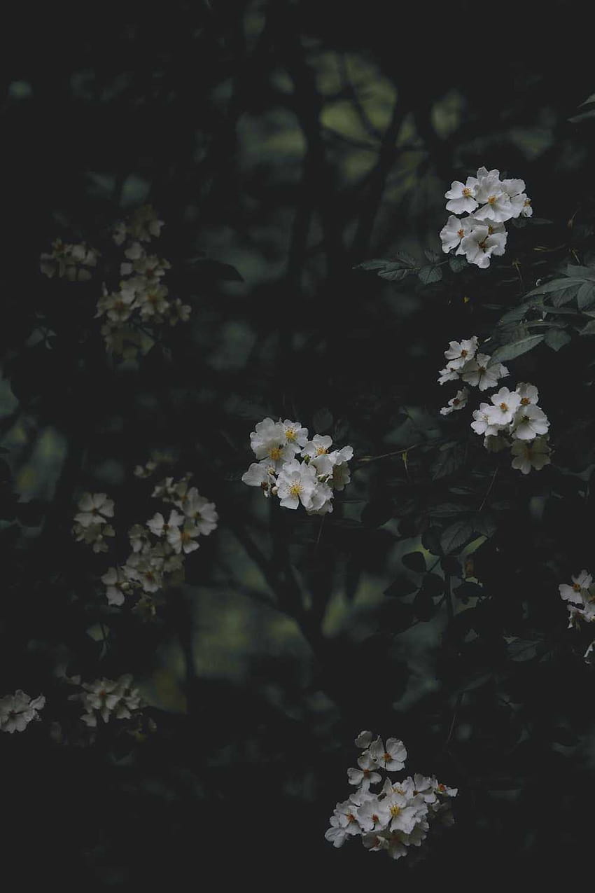 Dark Floral, black aesthetic flowers HD phone wallpaper