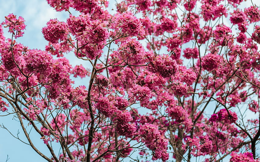 Сакура, розови пролетни цветя, розово дърво, синьо, небесна градина HD тапет