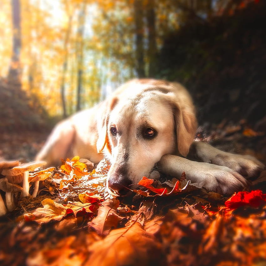 Chien triste assis sur un tapis d'automne de feuilles, automne de chiens Fond d'écran de téléphone HD