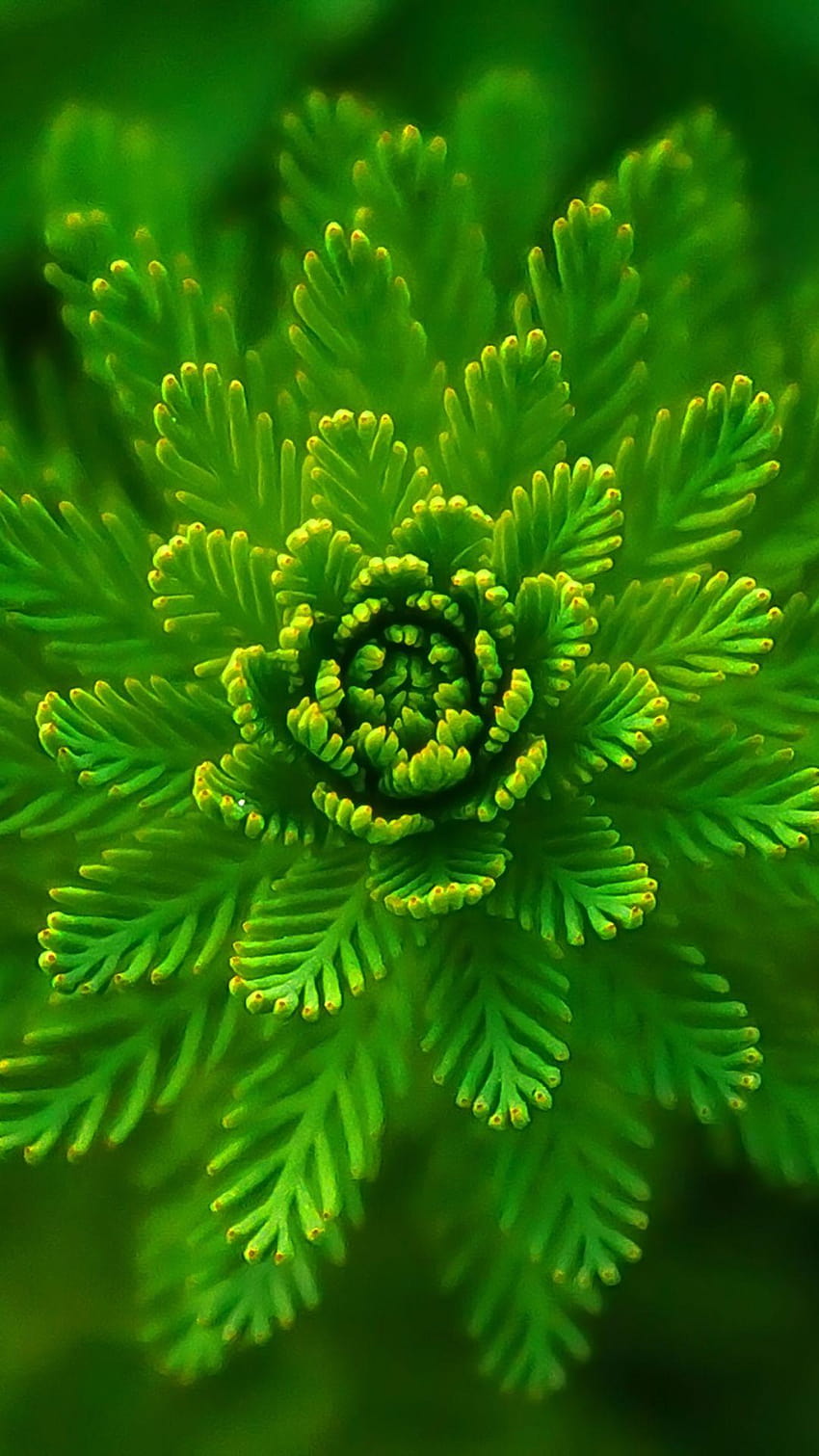 Planta de algas macro verde de cerca, karbonn fondo de pantalla del teléfono
