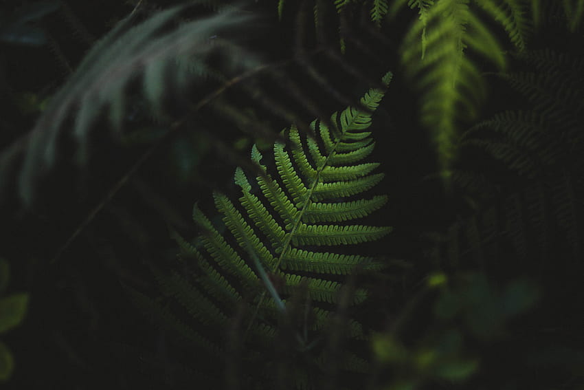 5218566 / 5184x3456 tree, moody, dark, nature, bush, foliage, forest, green, leaves, plant, black, fern, background, leafe, stock , tropical, moody green HD wallpaper