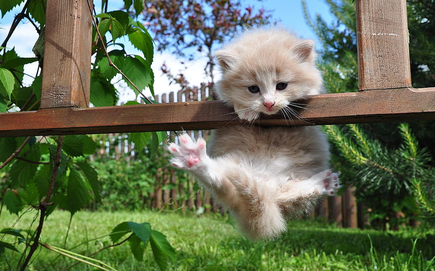 Hang In There Cat , Backgrounds HD wallpaper