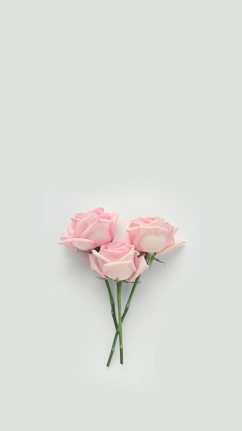 Заключен екран Pink Rose Iphone, естетика на розова роза HD тапет за телефон