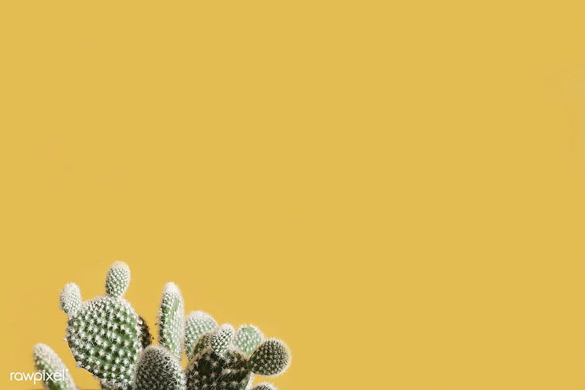 Cactus on a yellow backgrounds, colorful cactuses aesthetic HD wallpaper