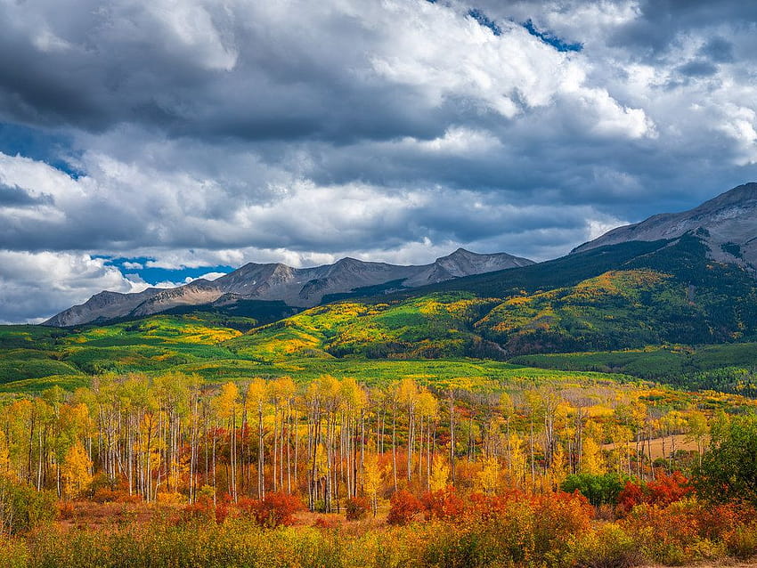 Kebler Geçidi Sonbahar Aspens Renkleri Colorado Sonbahar Yaprakları Epi… HD duvar kağıdı