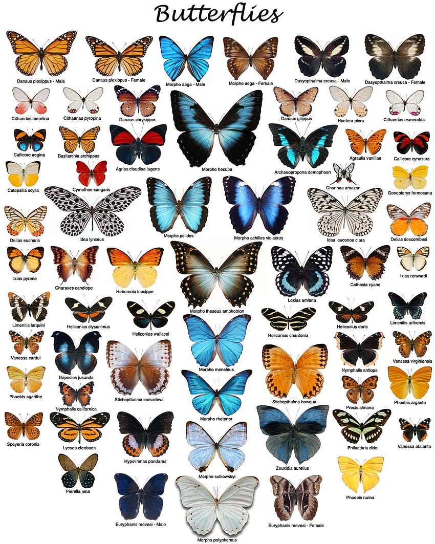 Farfalle Tegans: testo, musica, video, tipi di farfalle Sfondo del telefono HD