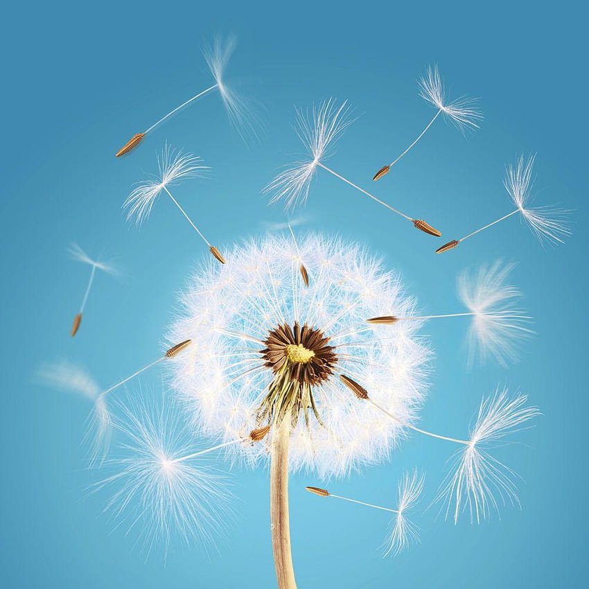 Dandelions HD phone wallpaper | Pxfuel