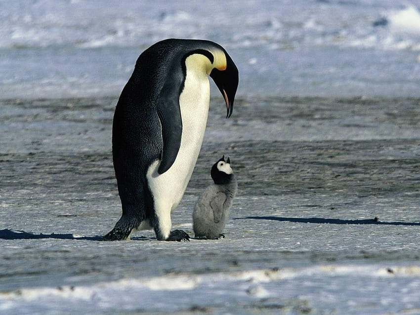 ลูกเพนกวินน่ารัก สัตว์ ฤดูหนาว หิมะ สัตว์เพนกวิน วอลล์เปเปอร์ HD