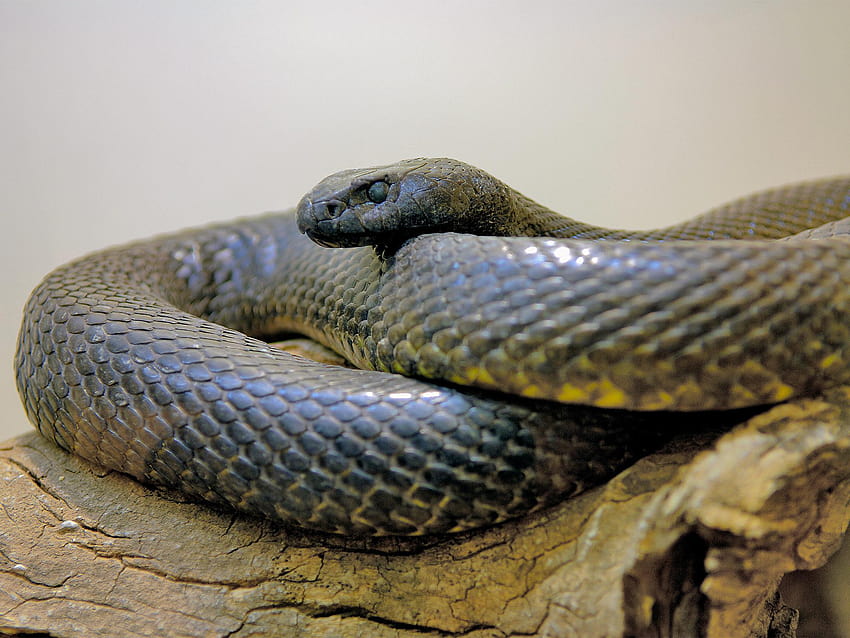 Pertanyaan Hewan Aneh Minggu Ini: Apa Ular Paling Beracun?, ular berbisa Wallpaper HD