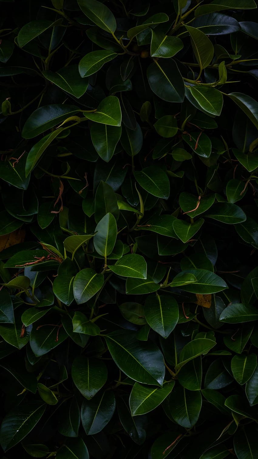 938x1668 leaves, plant, green, dark, old leaf iphone HD phone wallpaper